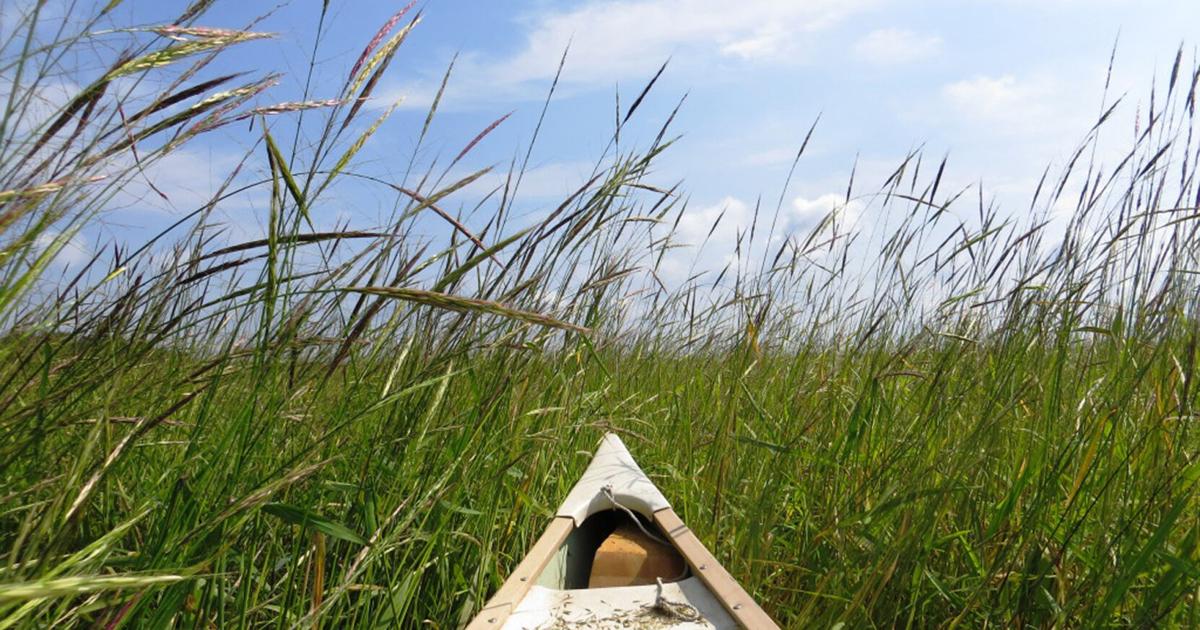 Wild Rice Season Wild rice season opens soon, but harvesters must ensure rice is ripe ...