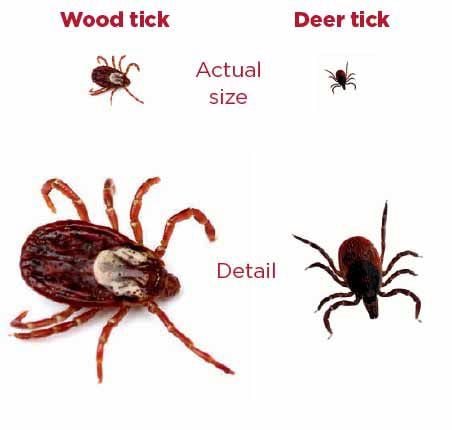 wood tick identification