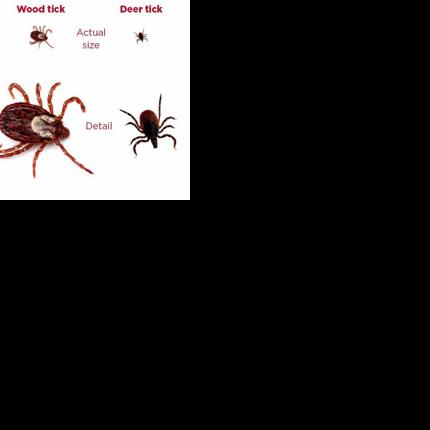 tick pictures actual size