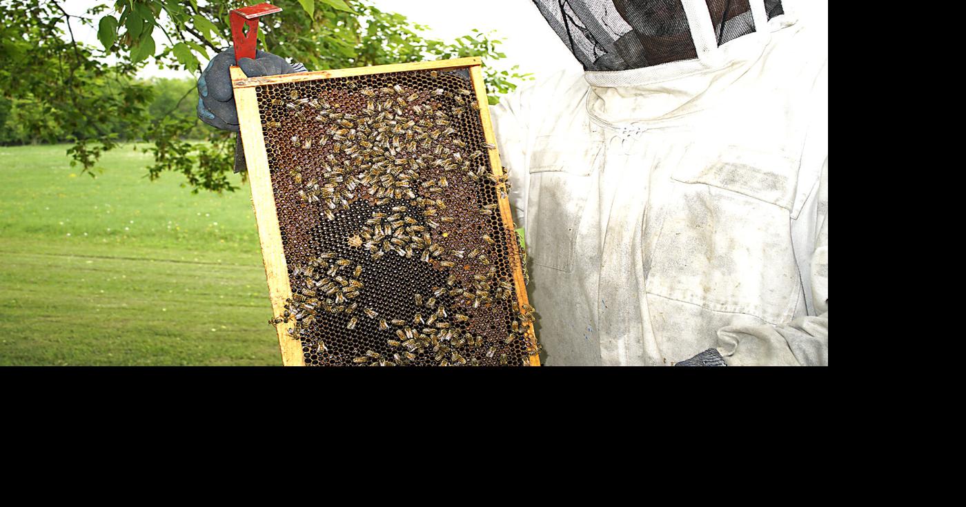 Welcome to the Ripple River Bee Club | Features | messagemedia.co