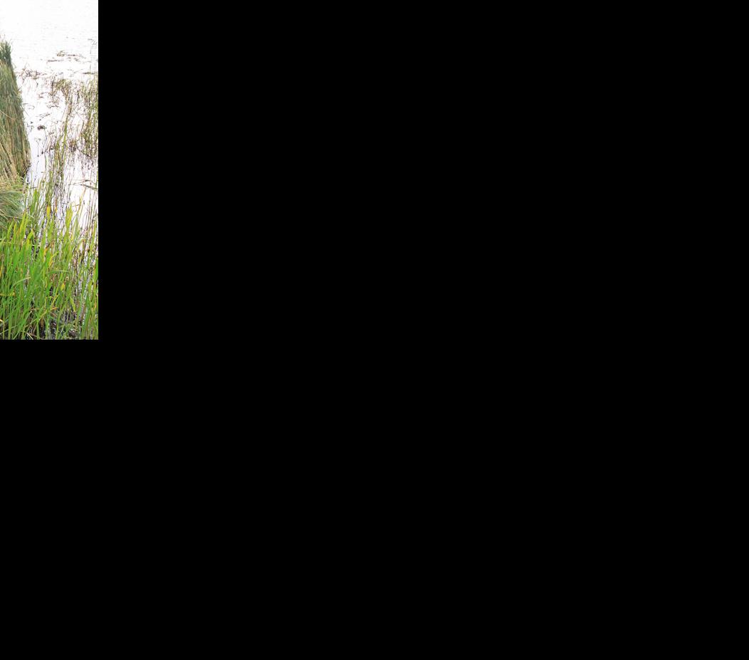 Waterfowl season is in full swing on Lake Onamia Mille Lacs Messenger