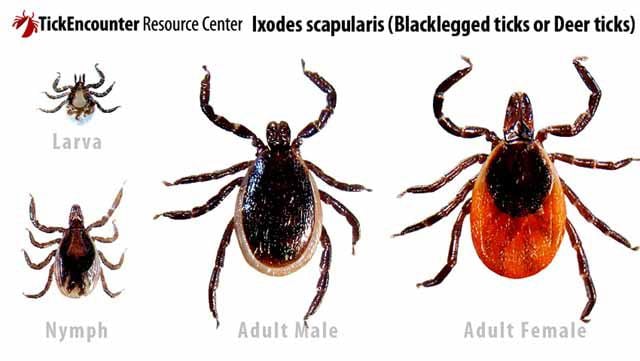 Creepy TICKS | Features | messagemedia.co