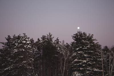 moon over trees cmyk.jpg