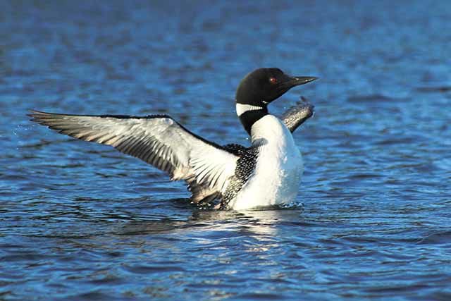 A loon’s laughter | Outdoors | messagemedia.co