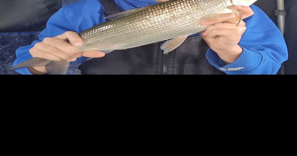 Tullibee time! Mille Lacs Messenger messagemedia.co