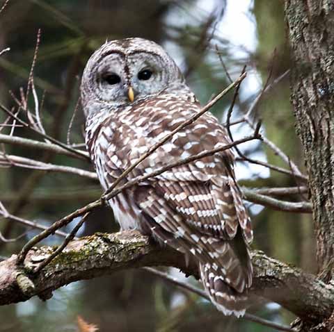 Owls of Minnesota | Features | messagemedia.co