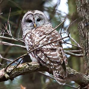 Owls of Minnesota - MessAge Media: Features