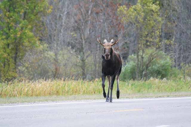 Moose making tracks in Mille Lacs | Local | messagemedia.co