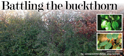 Buckthorn