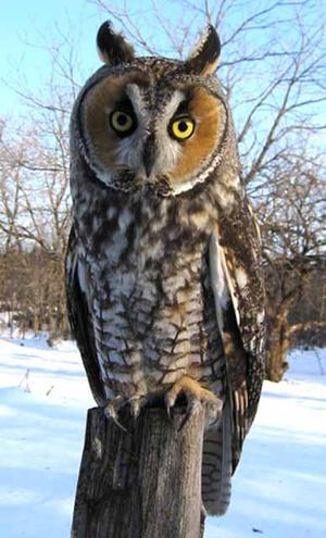 degrees to c f MessAge Media: Minnesota Community Owls of degrees to c f MessAge Media: Minnesota Community Owls of