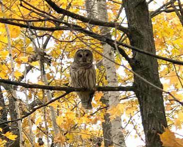 Whooooooo’s there?
