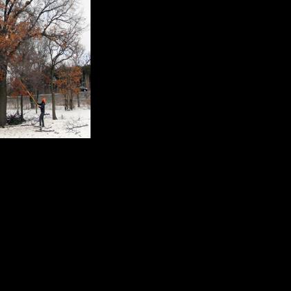 Prune oaks now to avoid risk of oak wilt infection | Outdoors ...