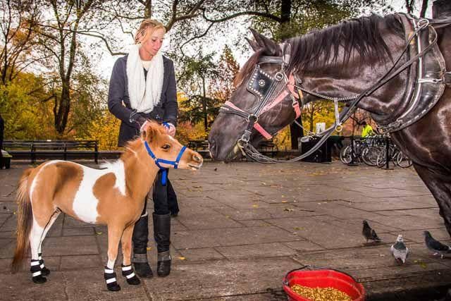Apple The Movie Horse Visits The Big Apple Features Messagemedia Co
