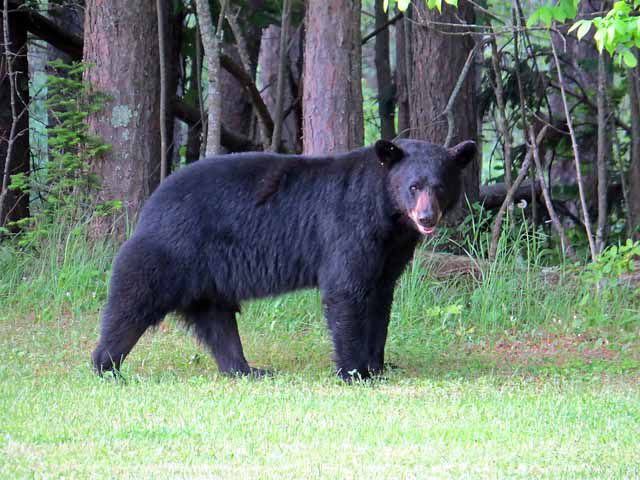 The bare facts on nuisance bears | Outdoors | messagemedia.co