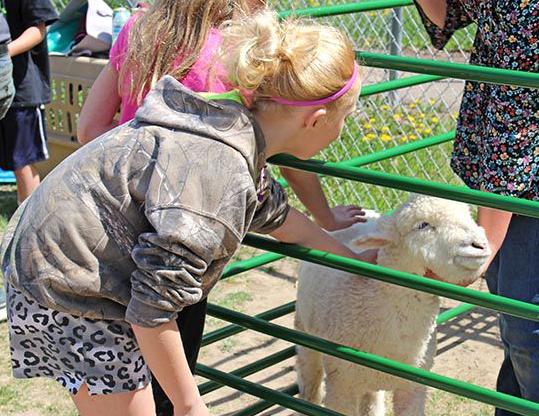 A lamb enjoys attention from students.