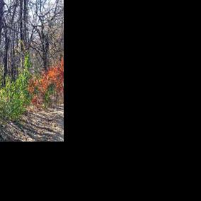 Autumn Is Ideal Time To Identify Invasive Buckthorn Outdoors Messagemedia Co