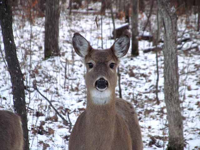 Is it safe to eat venison anymore? | Hunting | messagemedia.co