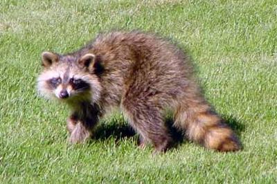A Nuisance Of A Critter Raccoons Outdoors Messagemedia Co