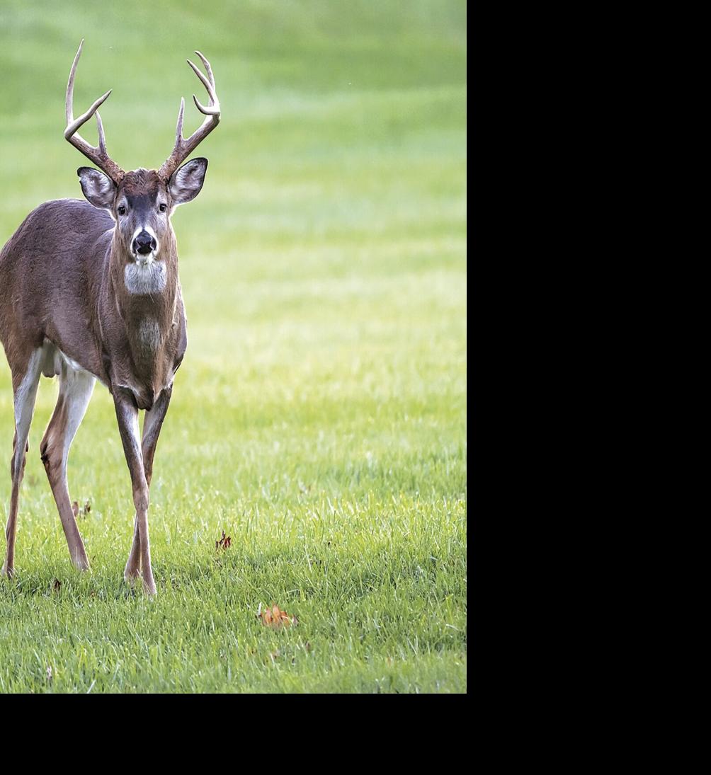 DNR reminds firearms deer hunters to prepare for chronic wasting ...