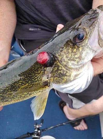 Lymphocytes Spotted In Walleye Fairly Common Says Dnr Outdoors