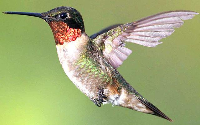 The Ruby Throated Hummingbird Outdoors Messagemedia Co