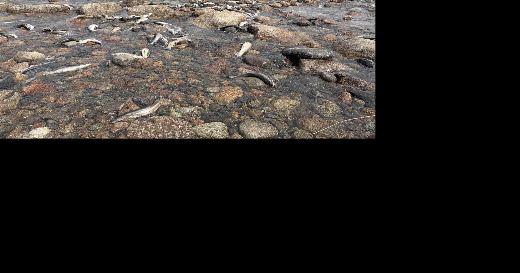 How's the water? Early fish kill