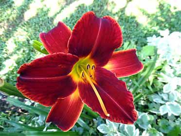 Bloom with grace