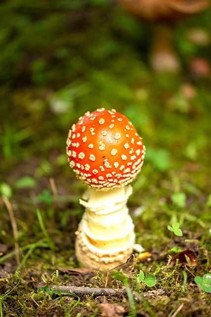 Moving into autumn means it's time for mushrooms | Outdoors