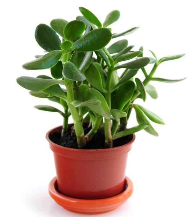 Suggested Winter Entertainment Growing Succulents Indoors Home