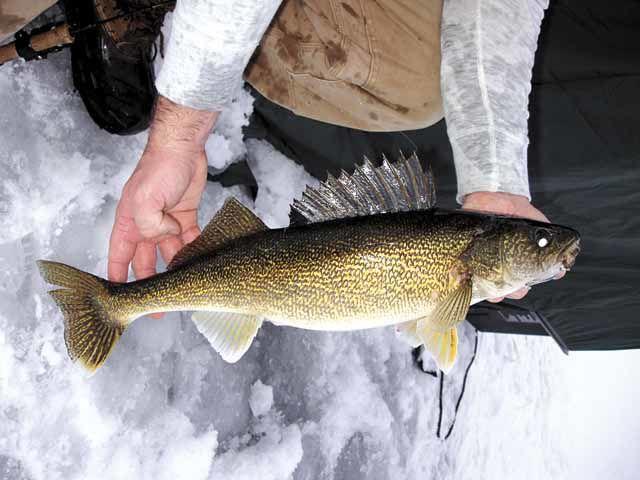 Mille Lacs Winter Walleye Limit Is One Fish Fishing