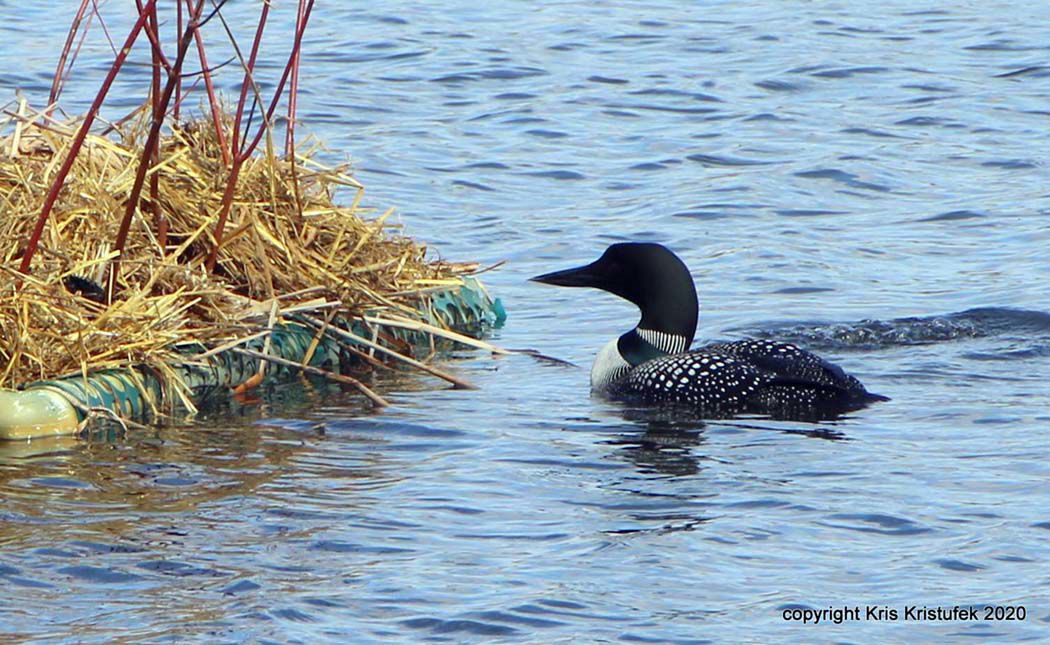 loon cam