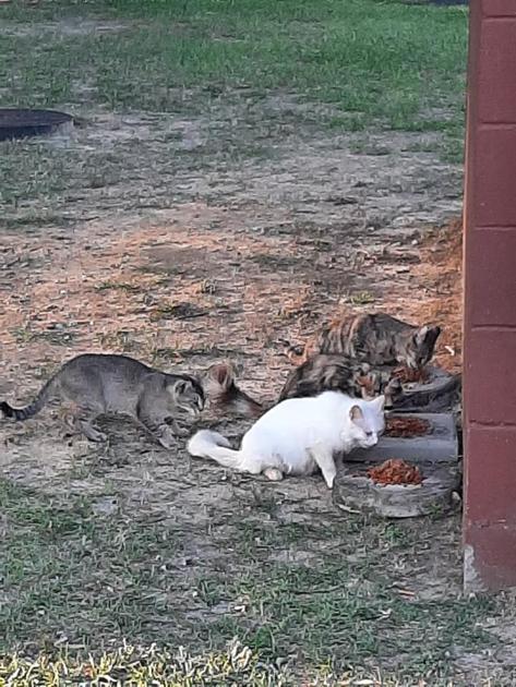 Neighborhood Cats of Metter: Serving the feral cat inhabitants | Information