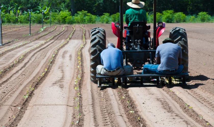 HBCUs win $33M in grants for agriculture research National World News miamitimesonline com
