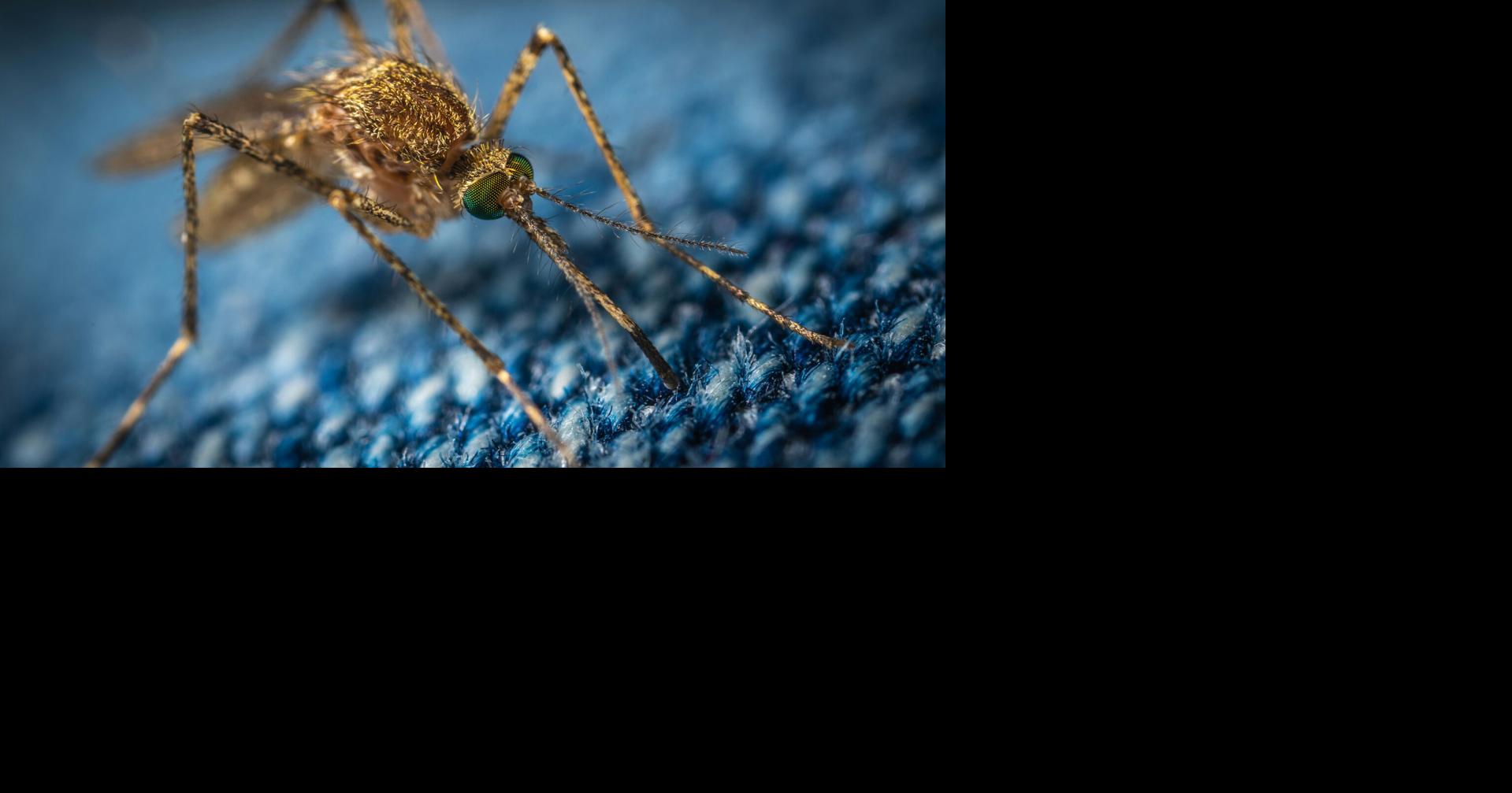 Dengue‑carrying mosquitoes expand their reach into new territories – including Florida