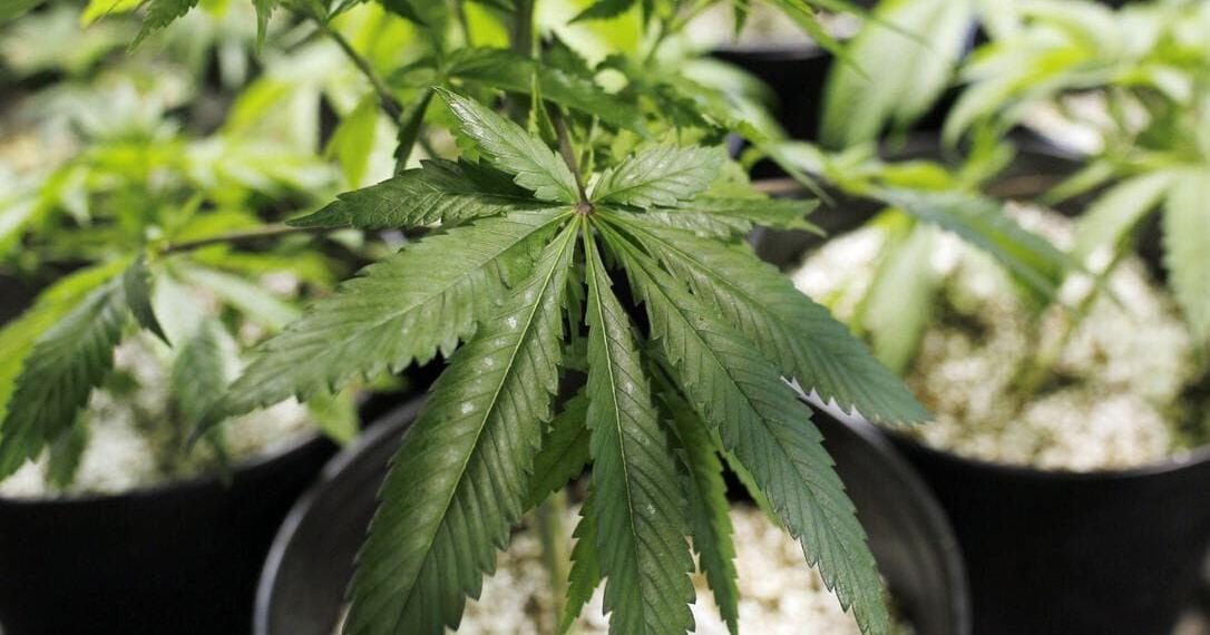 Recreational pot campaign still wants Florida Supreme Court to review ballot measure