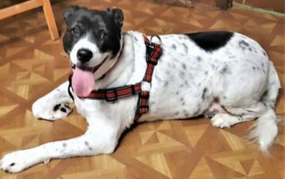 A Forever Home Animal Rescue Pet Of The Week Lola Clermont News Leader Midfloridanewspapers Com