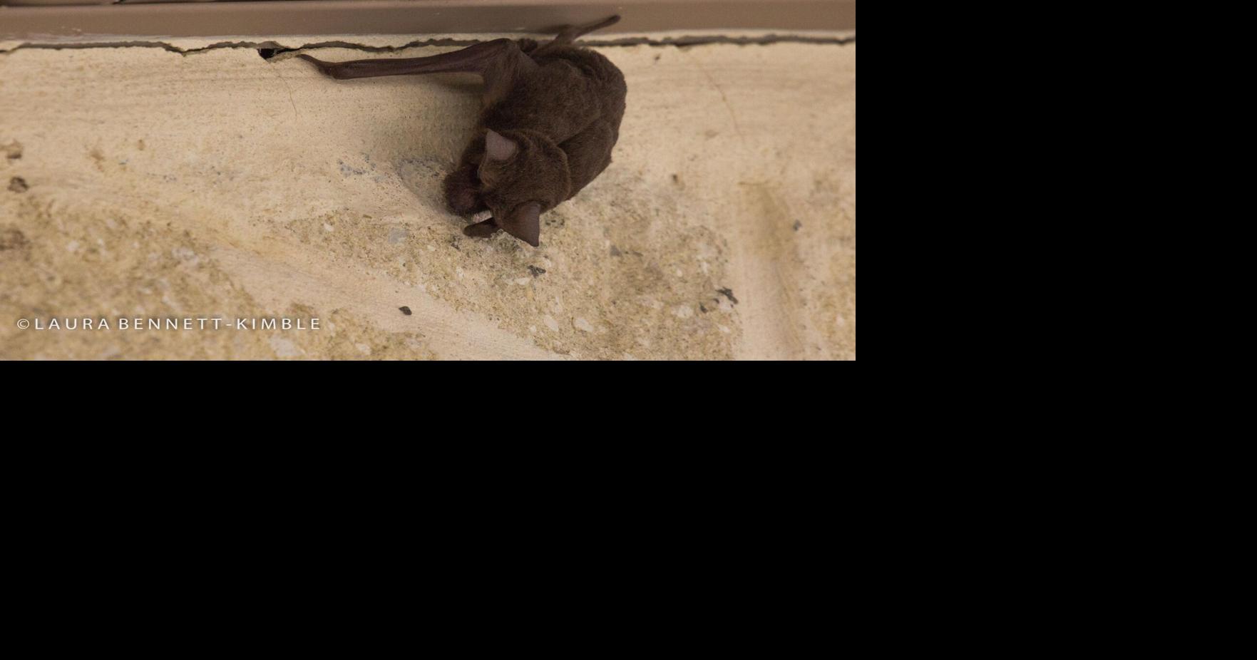 How to support your neighborhood bats Community