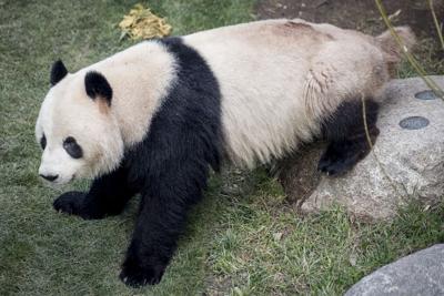Panda Escapes From Enclosure At Danish Zoo Returned Safely