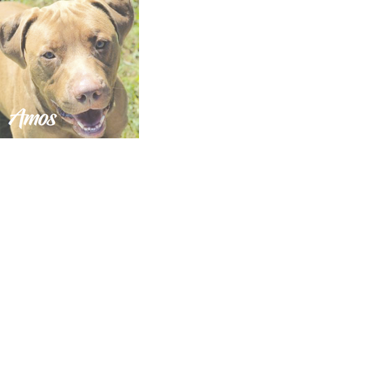 Spca amos online