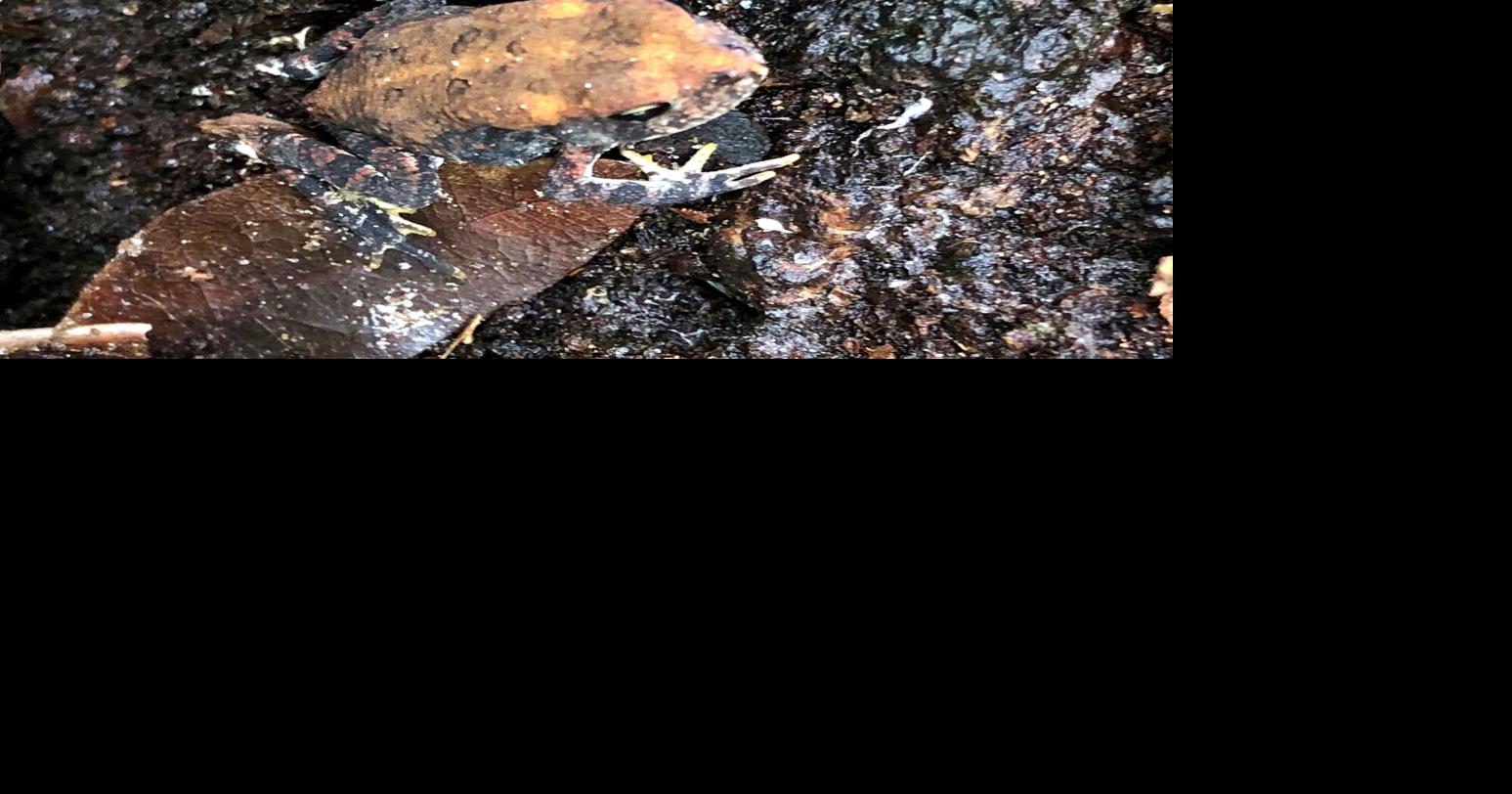 The cry of the oak toad | Highlands Homes | midfloridanewspapers.com