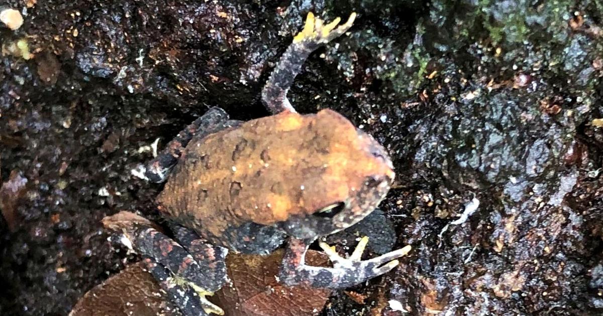 Toad Cry The cry of the oak toad | Highlands Homes | midfloridanewspapers.com