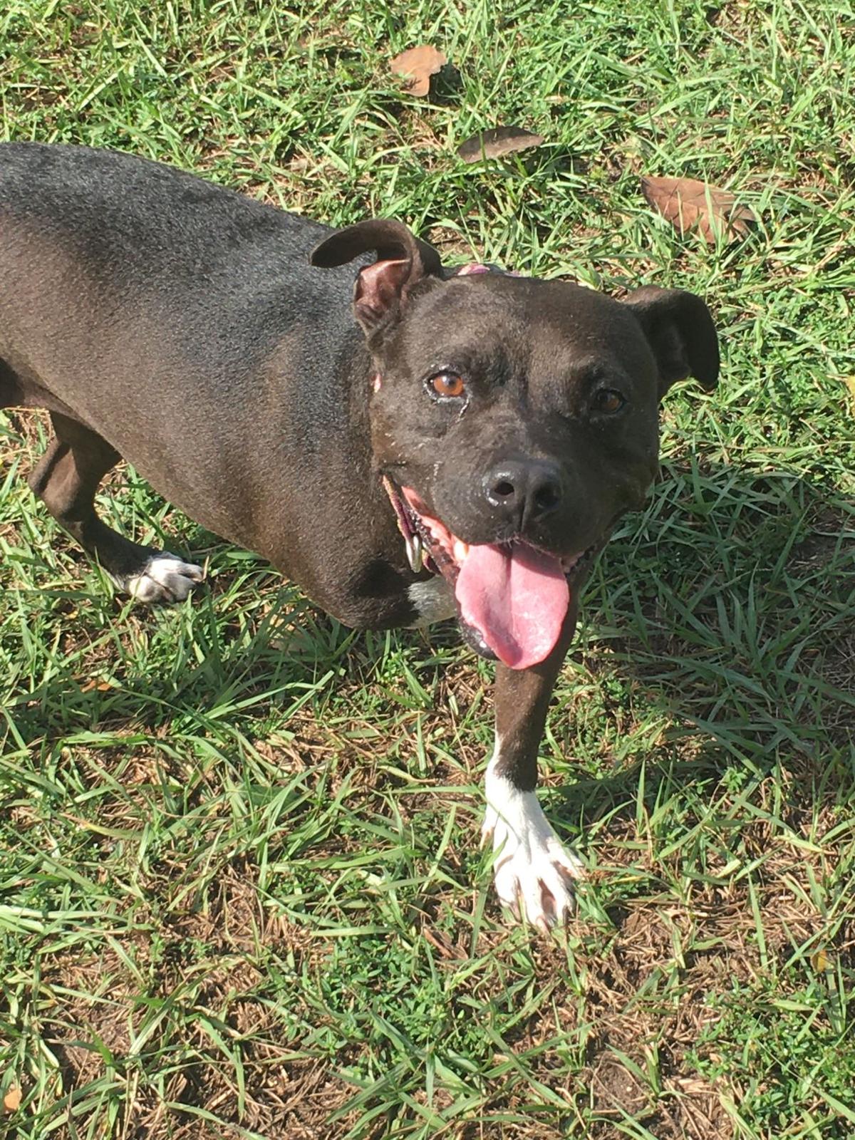 Your Humane Society Spca Sumter County Shopper