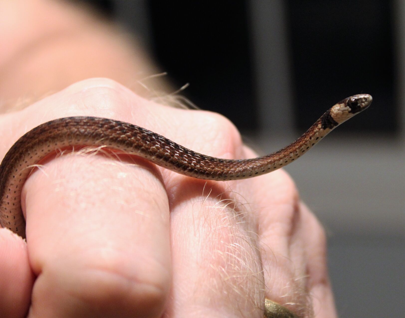 The Florida Brown Snake | Highlands News-Sun | Midfloridanewspapers.com