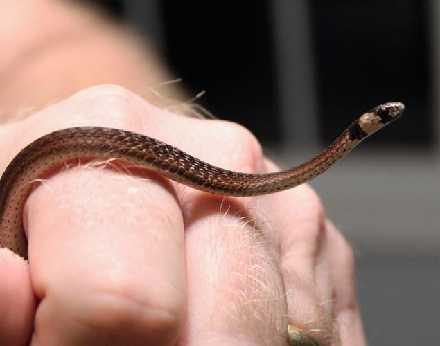 The Florida brown snake | Highlands News-Sun | midfloridanewspapers.com