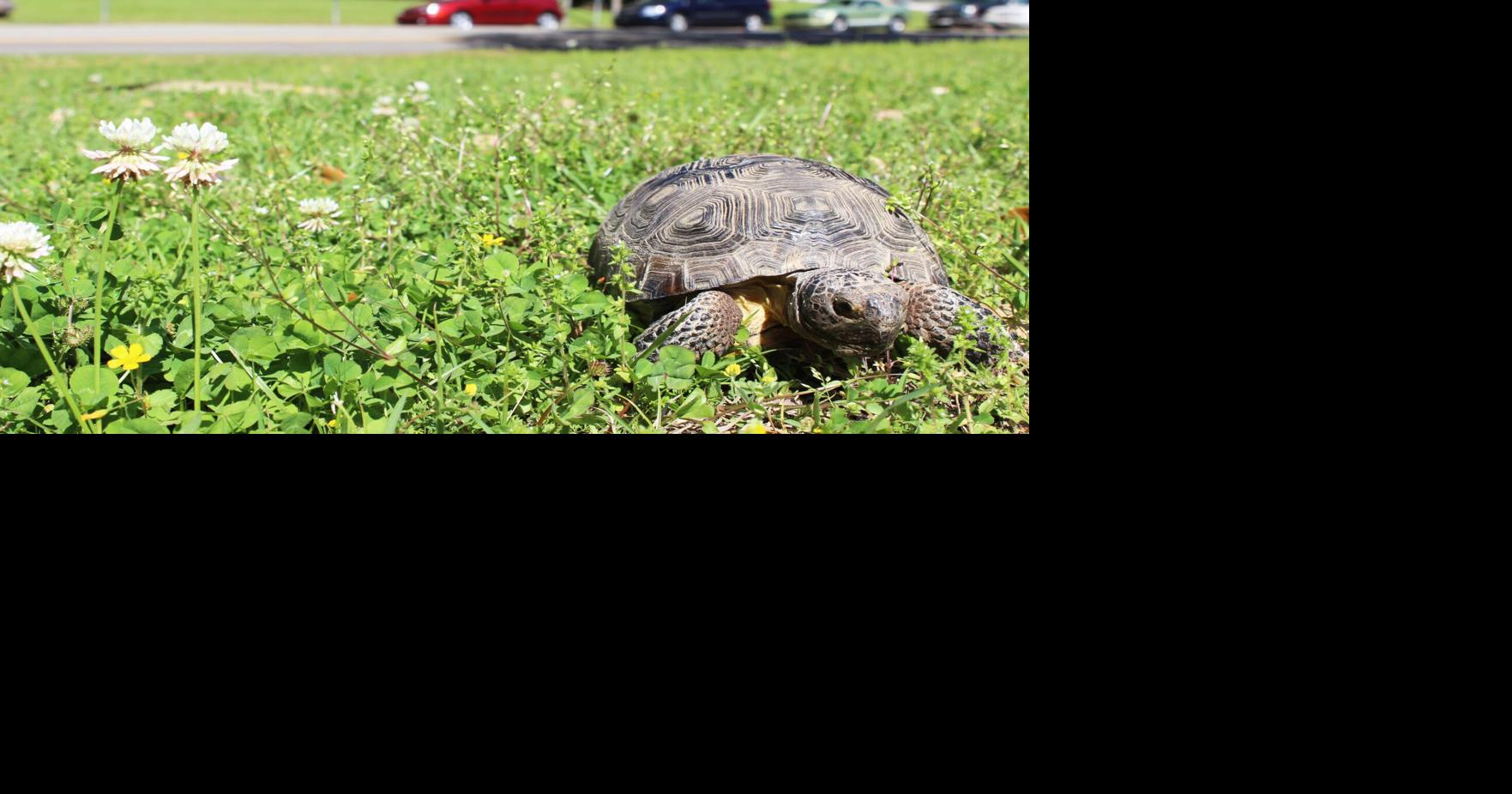 Celebrating gopher tortoises | Community | midfloridanewspapers.com