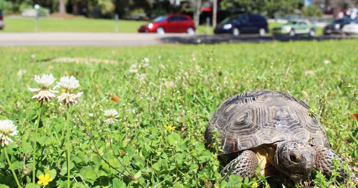 Celebrating gopher tortoises | Community | midfloridanewspapers.com