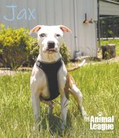 Pets of the Week: Meet Jax