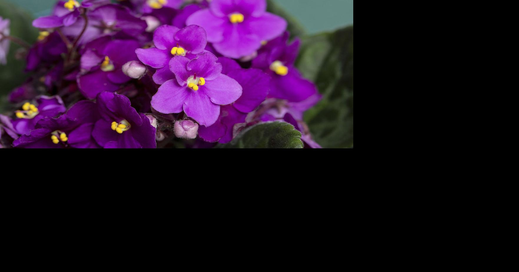 Shade-loving African violet is having its day in the sun | Highlands
