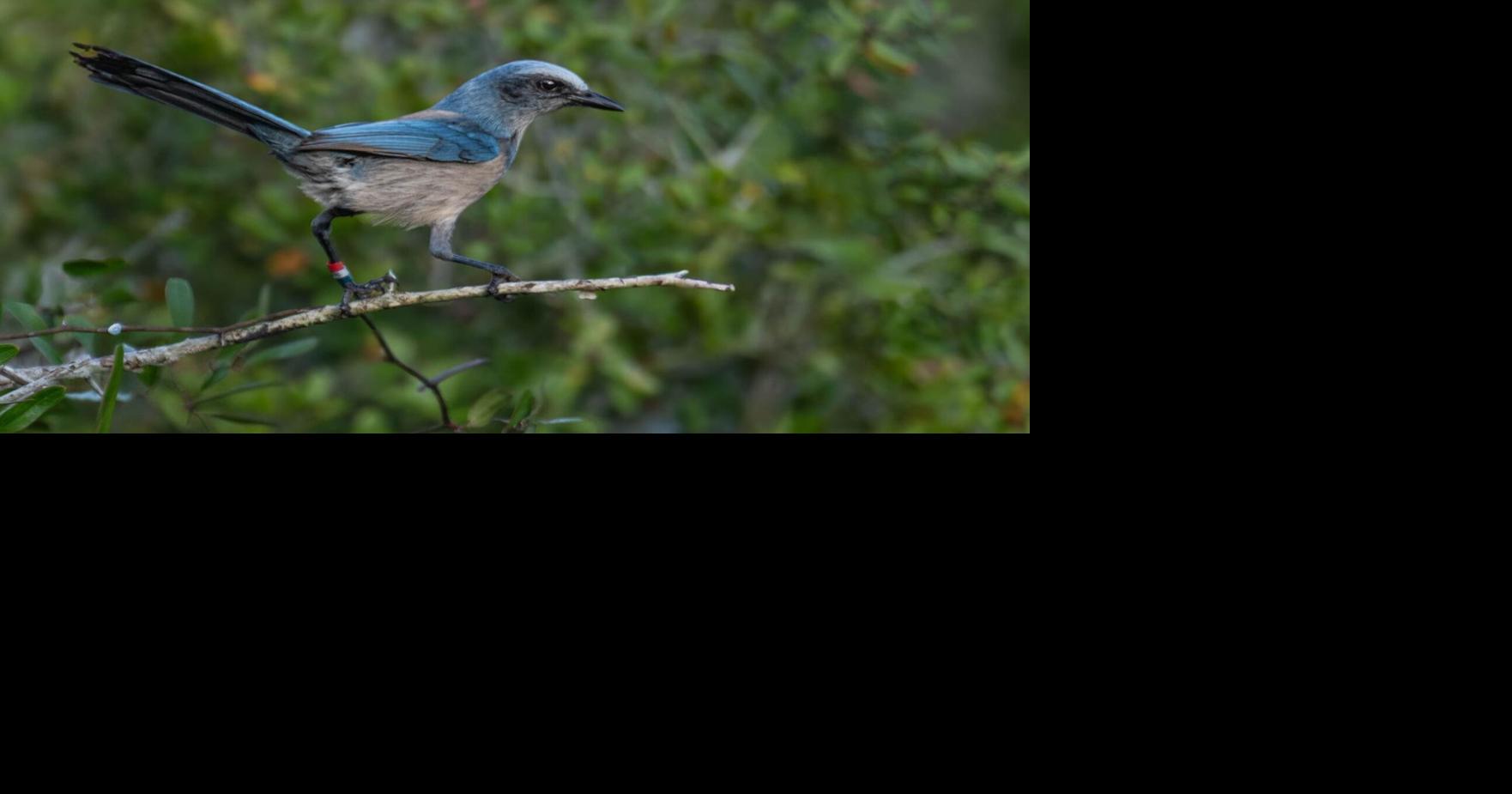 Legislation aims to change Florida's state bird