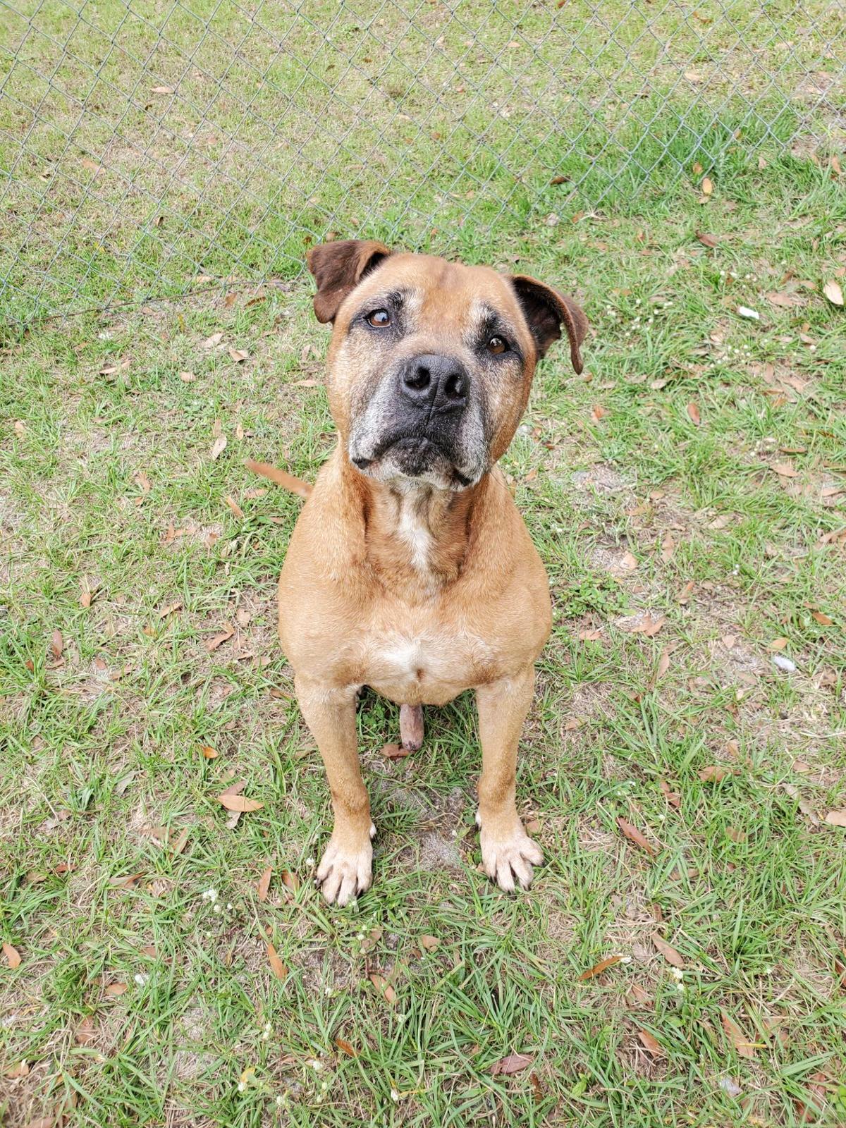 Humane Society Triangle News Leader Midfloridanewspapers Com